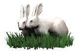 conill imatges-animades-gif